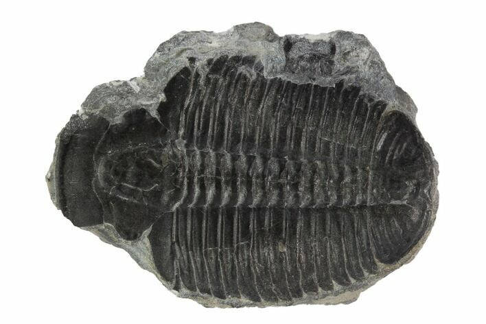 Elrathia Trilobite Molt - Wheeler Shale, Utah #97112